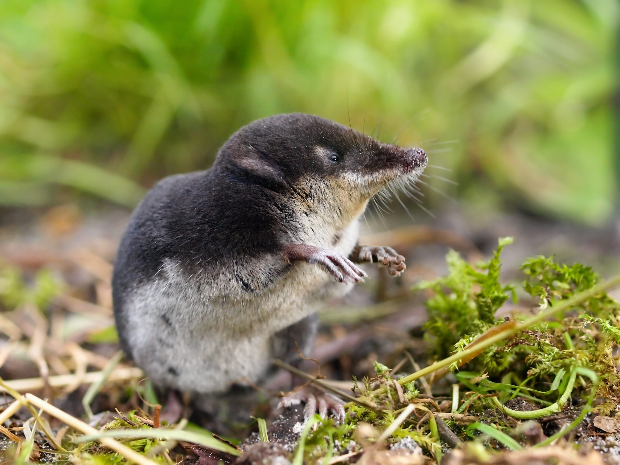 northern-tree-shrew-smithsonian-s-national-zoo-and-conservation